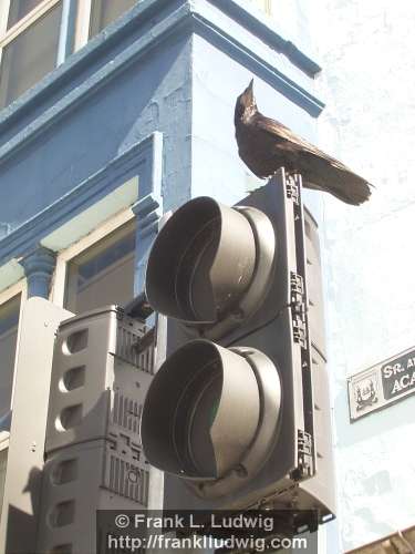 City Crow